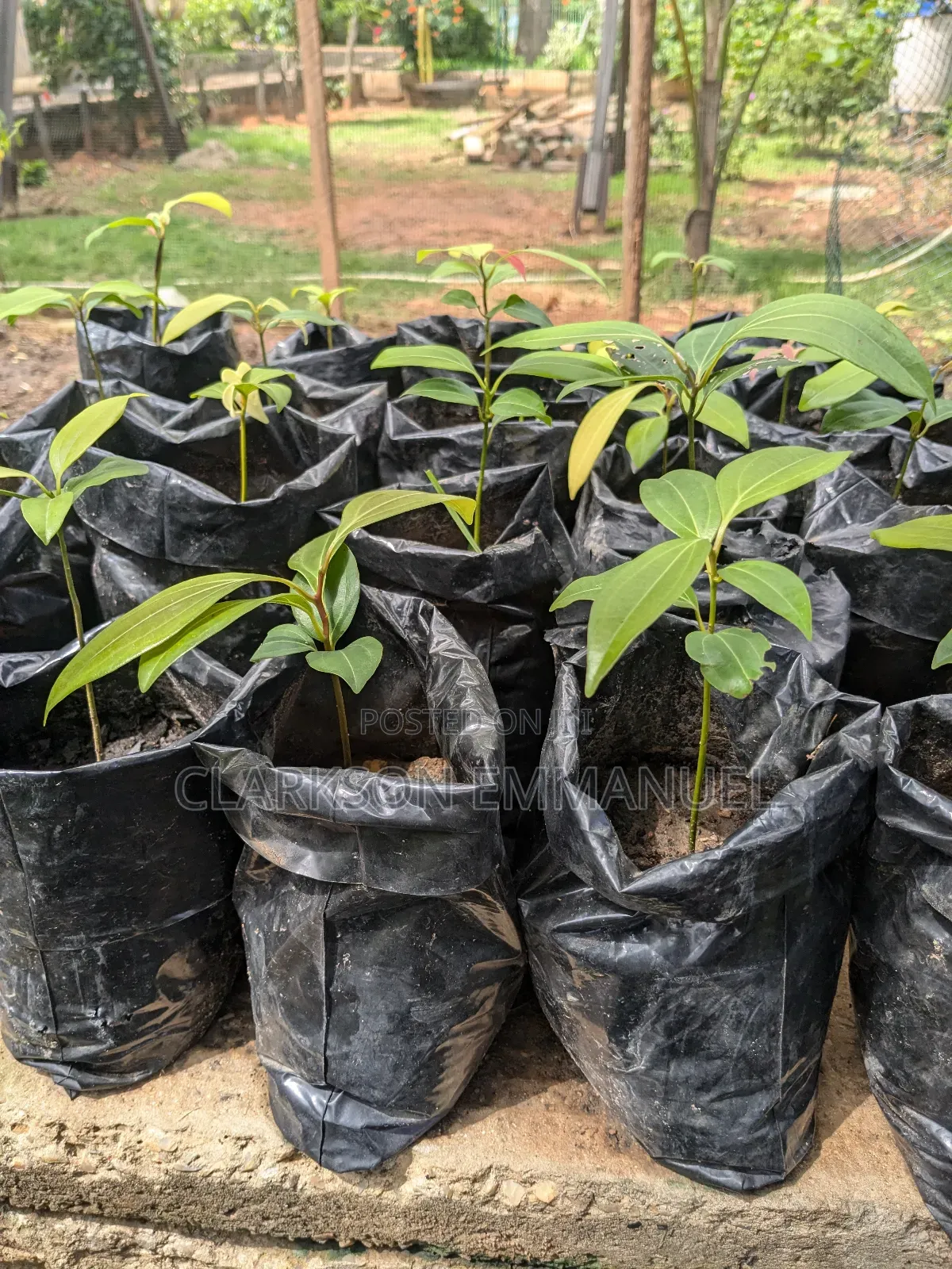 Ceylon Cinnamon Plant
