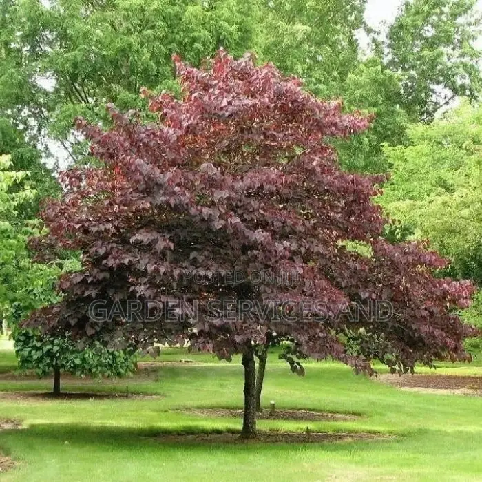 Burgundy Tree Available for Sale