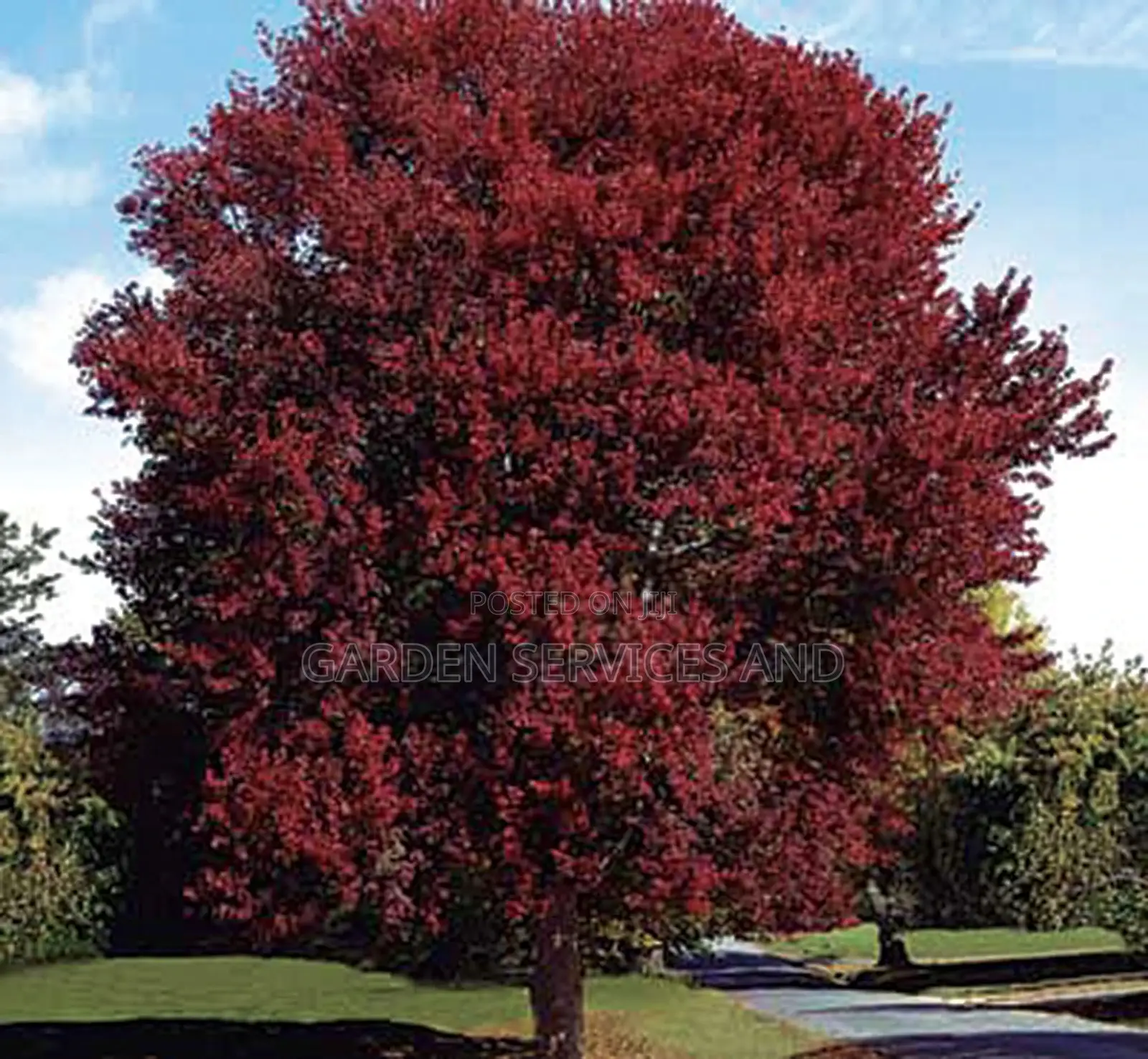 Burgundy Tree Available for Sale