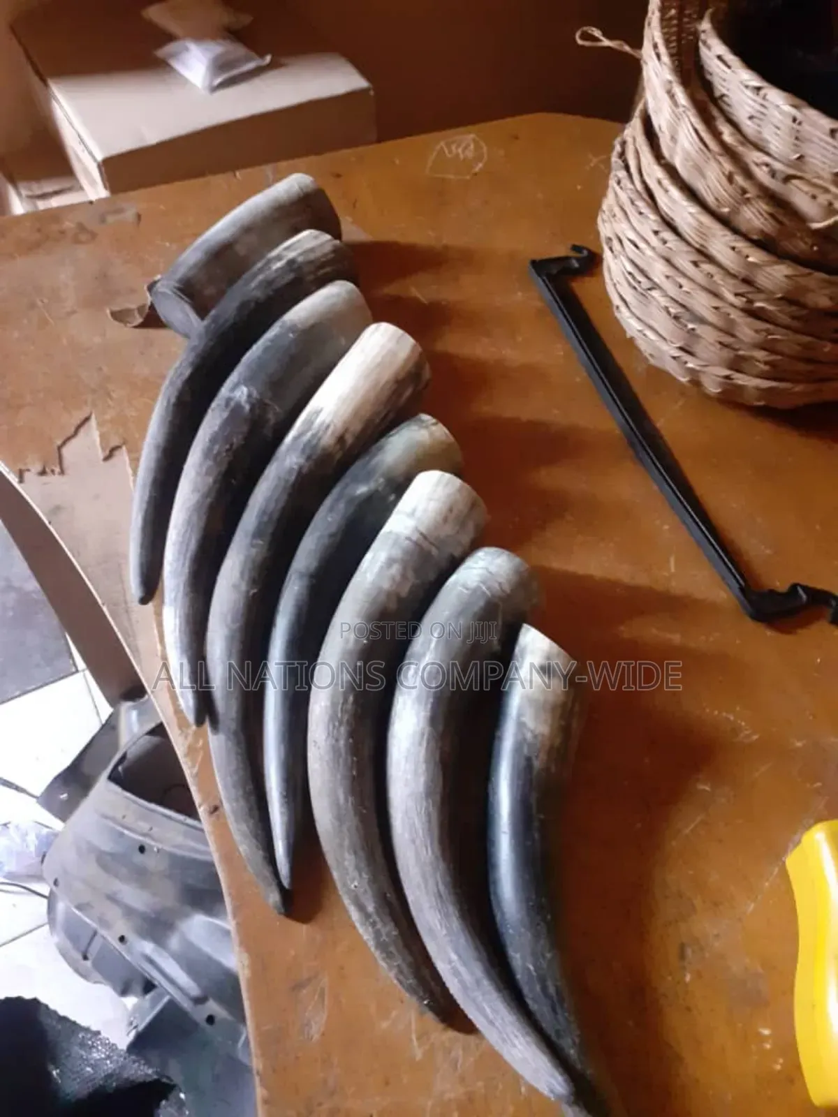 Original Cow Horn