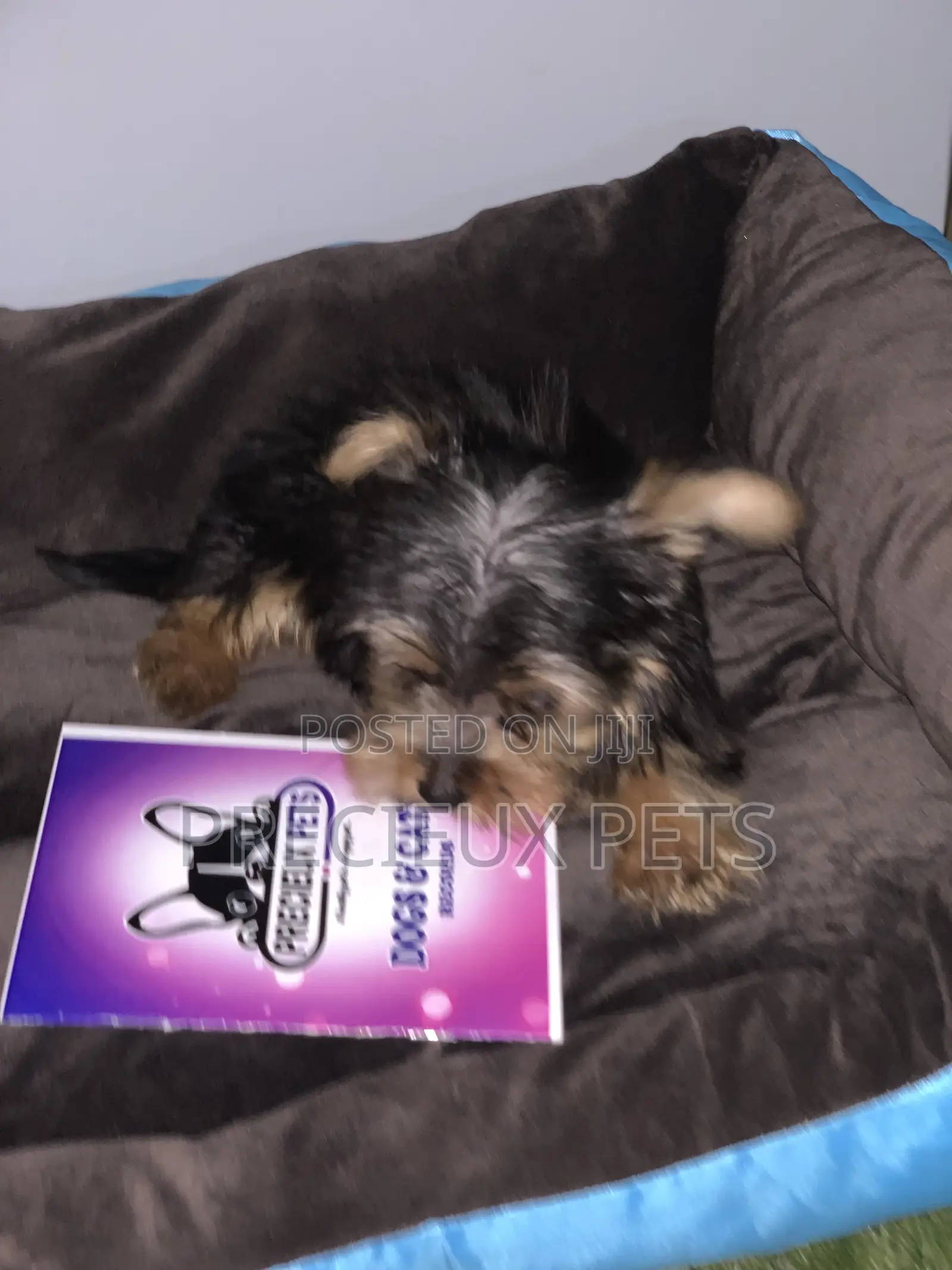 1-3 months Male Purebred Yorkshire Terrier