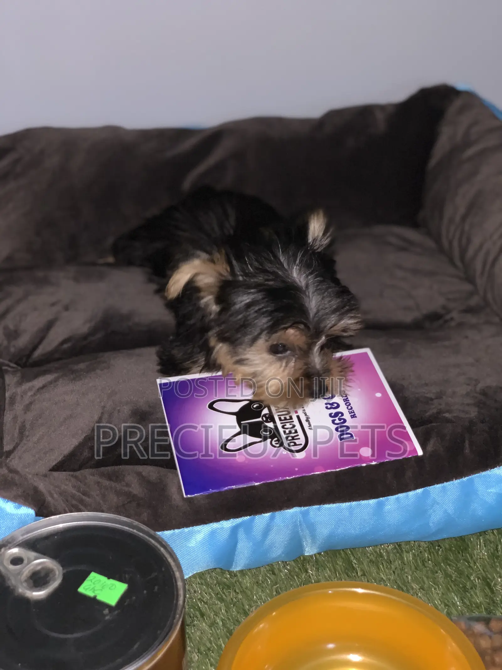 1-3 months Male Purebred Yorkshire Terrier