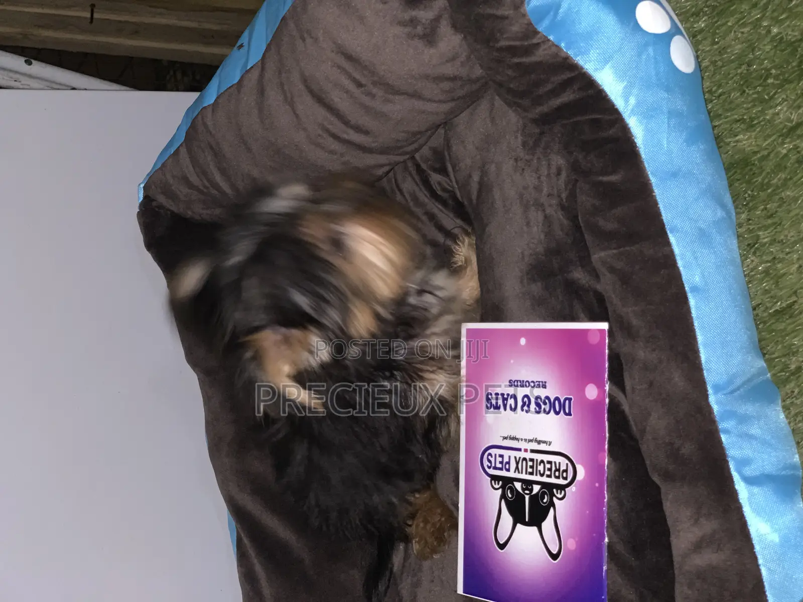 1-3 months Male Purebred Yorkshire Terrier