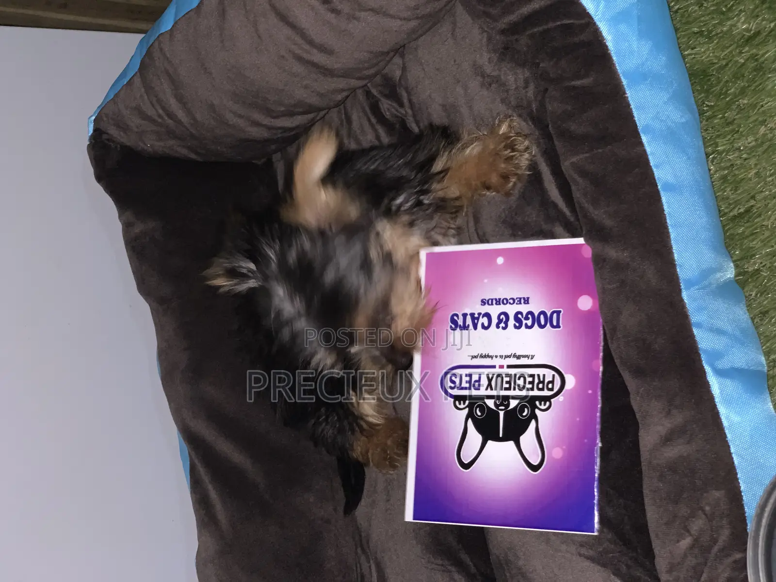 1-3 months Male Purebred Yorkshire Terrier