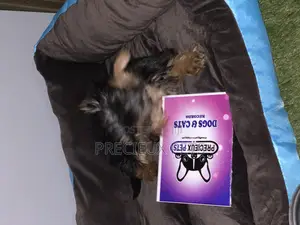1-3 months Male Purebred Yorkshire Terrier