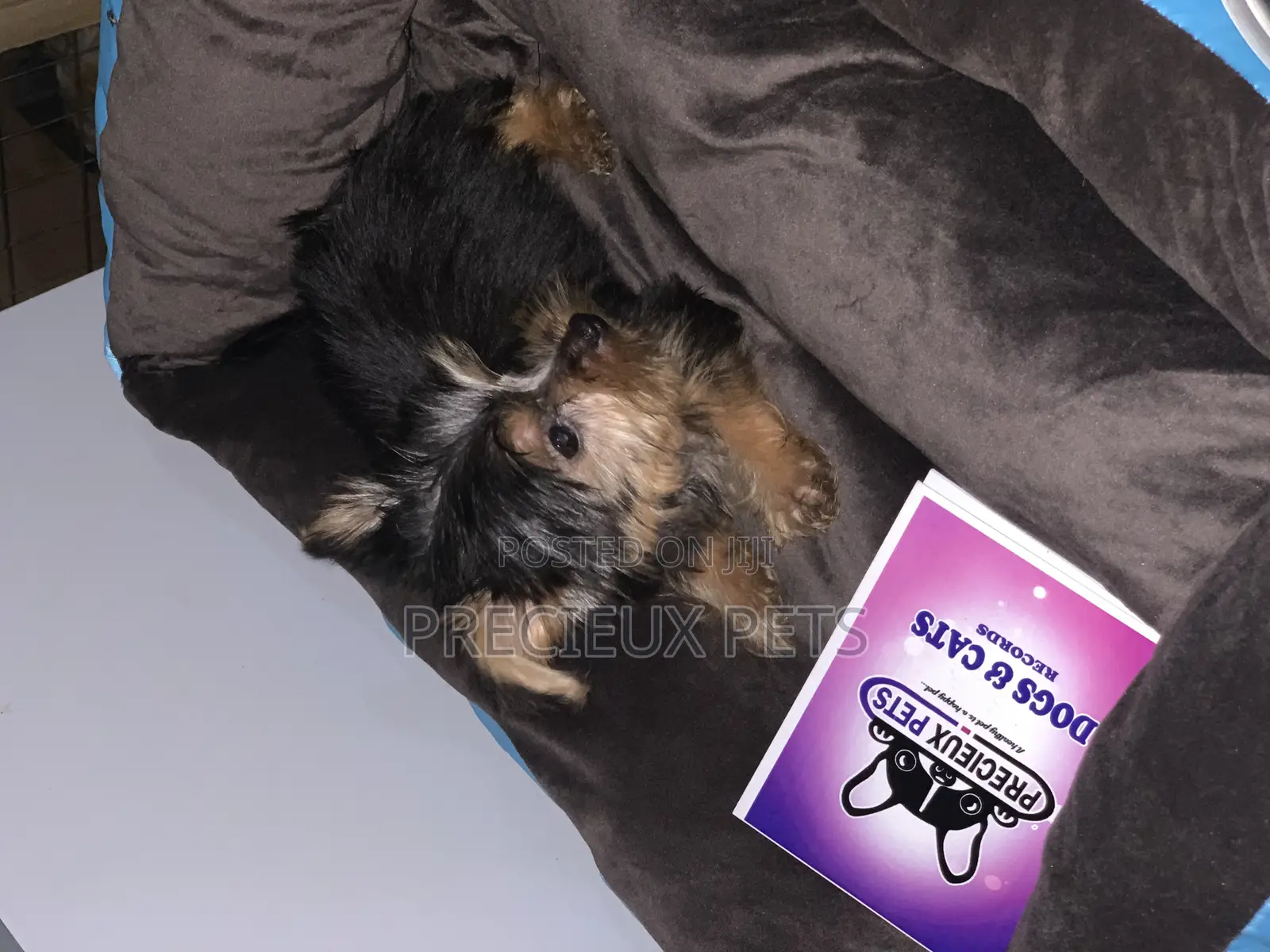1-3 months Male Purebred Yorkshire Terrier