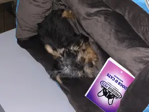 1-3 months Male Purebred Yorkshire Terrier