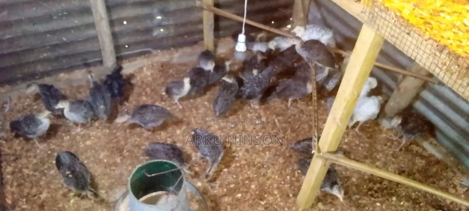 4 Weeks Hybrid Turkey Poults for Sale