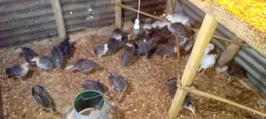 4 Weeks Hybrid Turkey Poults for Sale