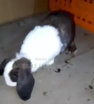 We Supply Rabbit in Bulk