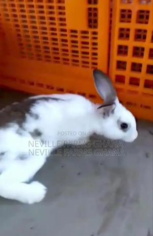 We Supply Rabbit in Bulk in Achimota - Farm Animals, Neville Farms ...