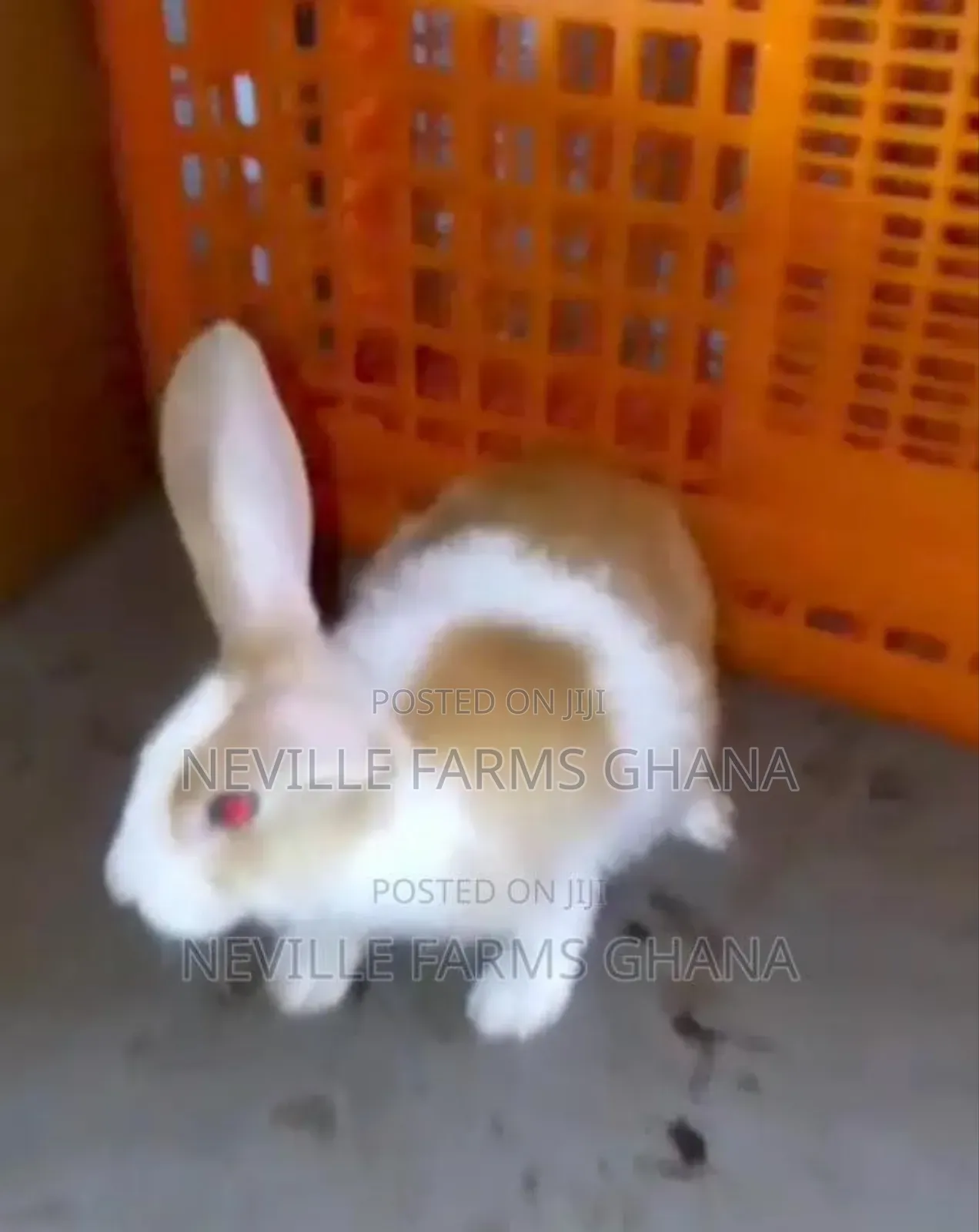 We Supply Rabbit in Bulk