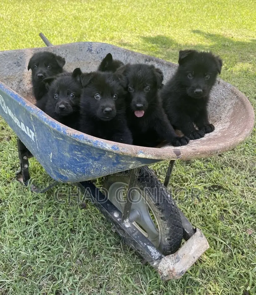 1-3 months Male Purebred German Shepherd