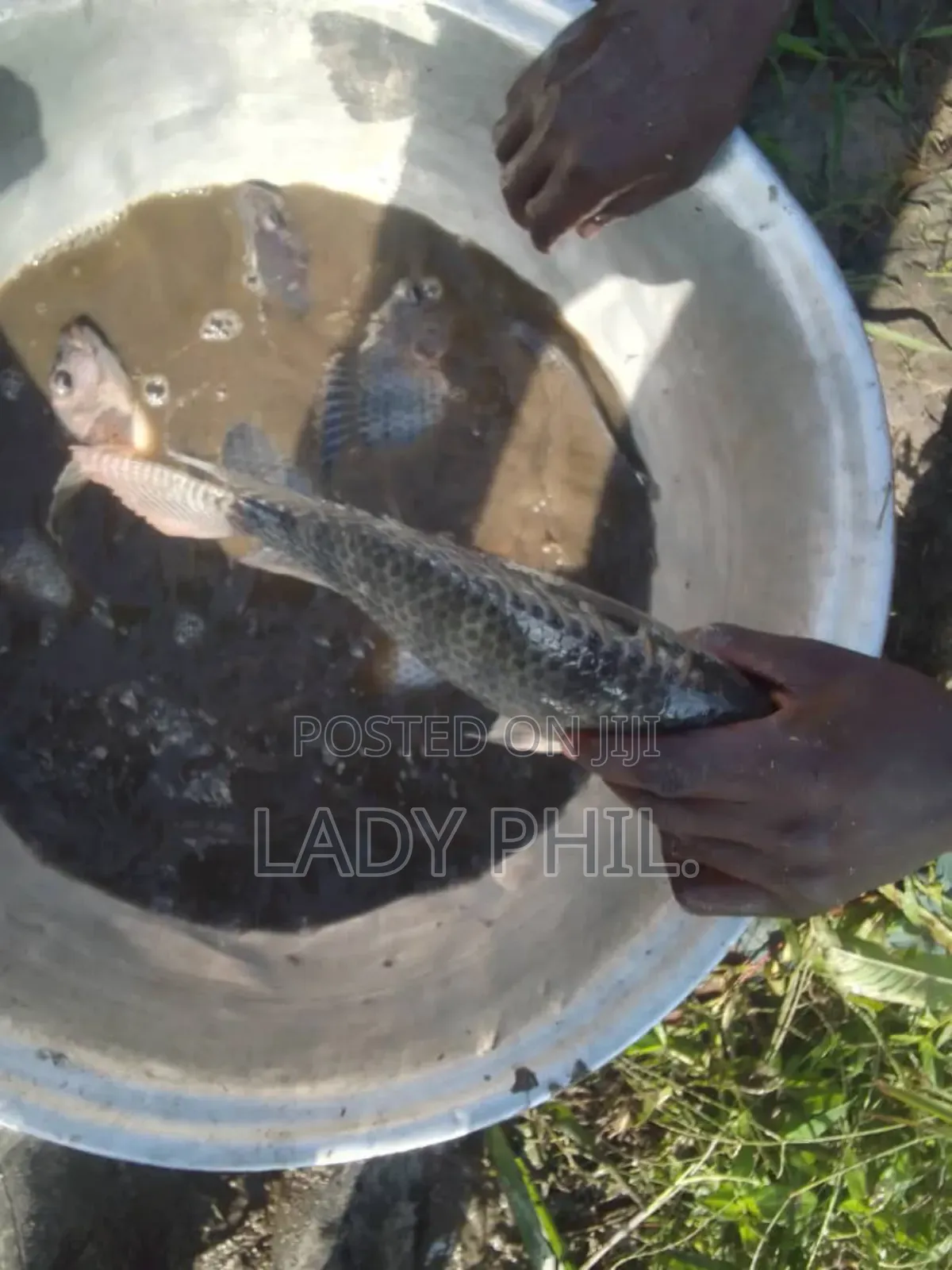 Fingerlings, Juvenile And Live Catfish And Tilapia Available