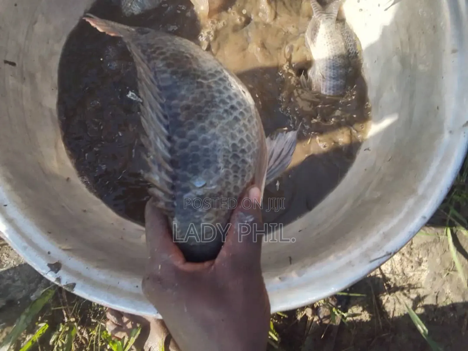 Fingerlings, Juvenile And Live Catfish And Tilapia Available