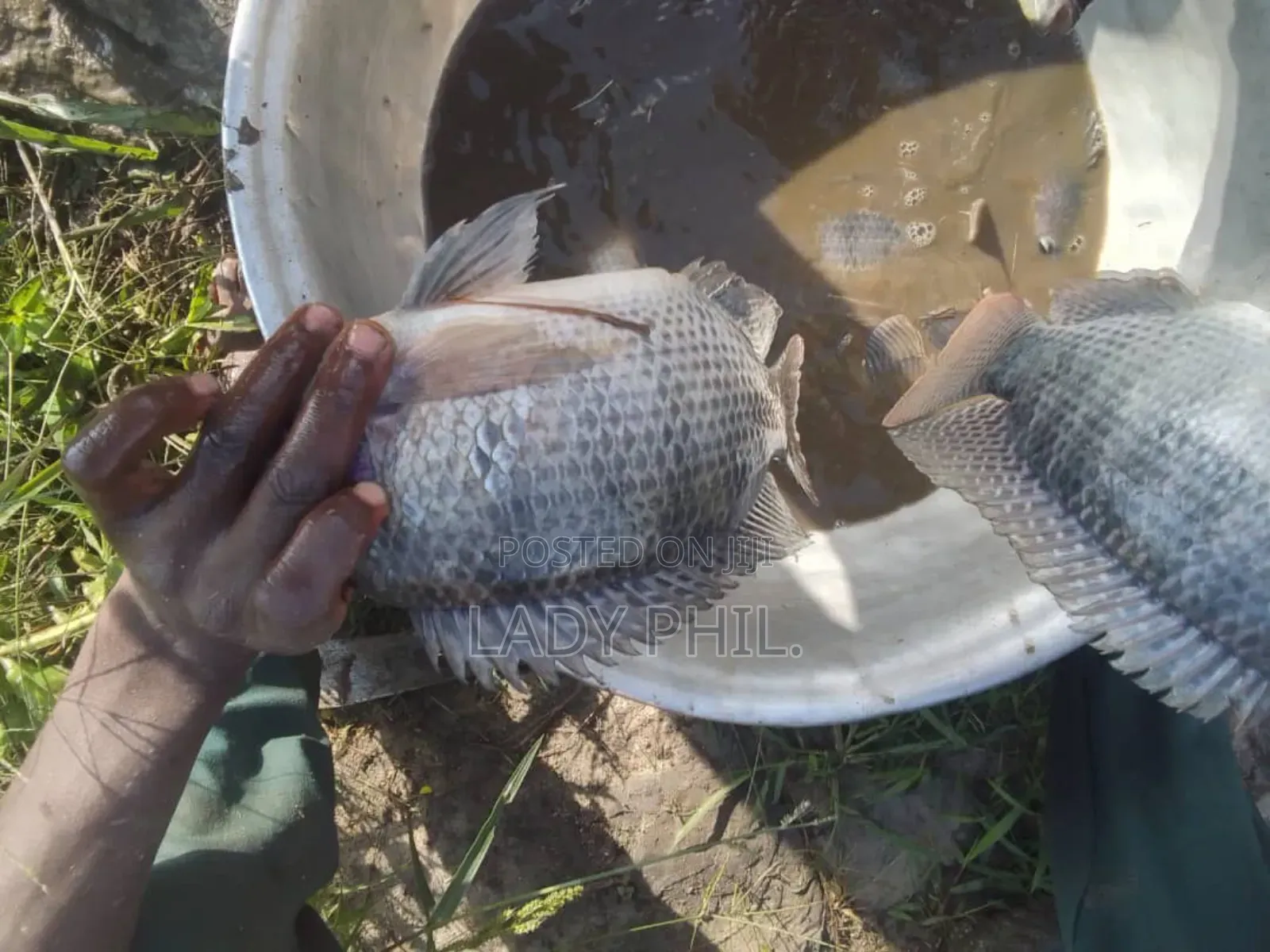 Fingerlings, Juvenile And Live Catfish And Tilapia Available