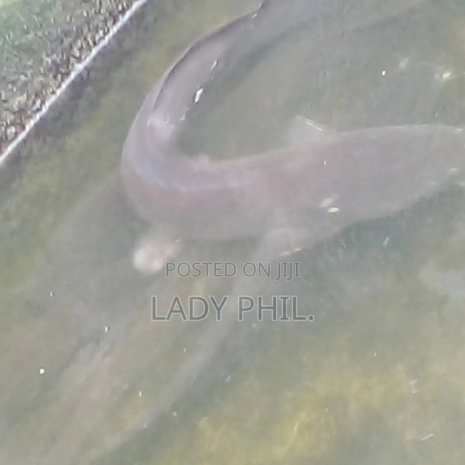 Fingerlings, Juvenile And Live Catfish And Tilapia Available