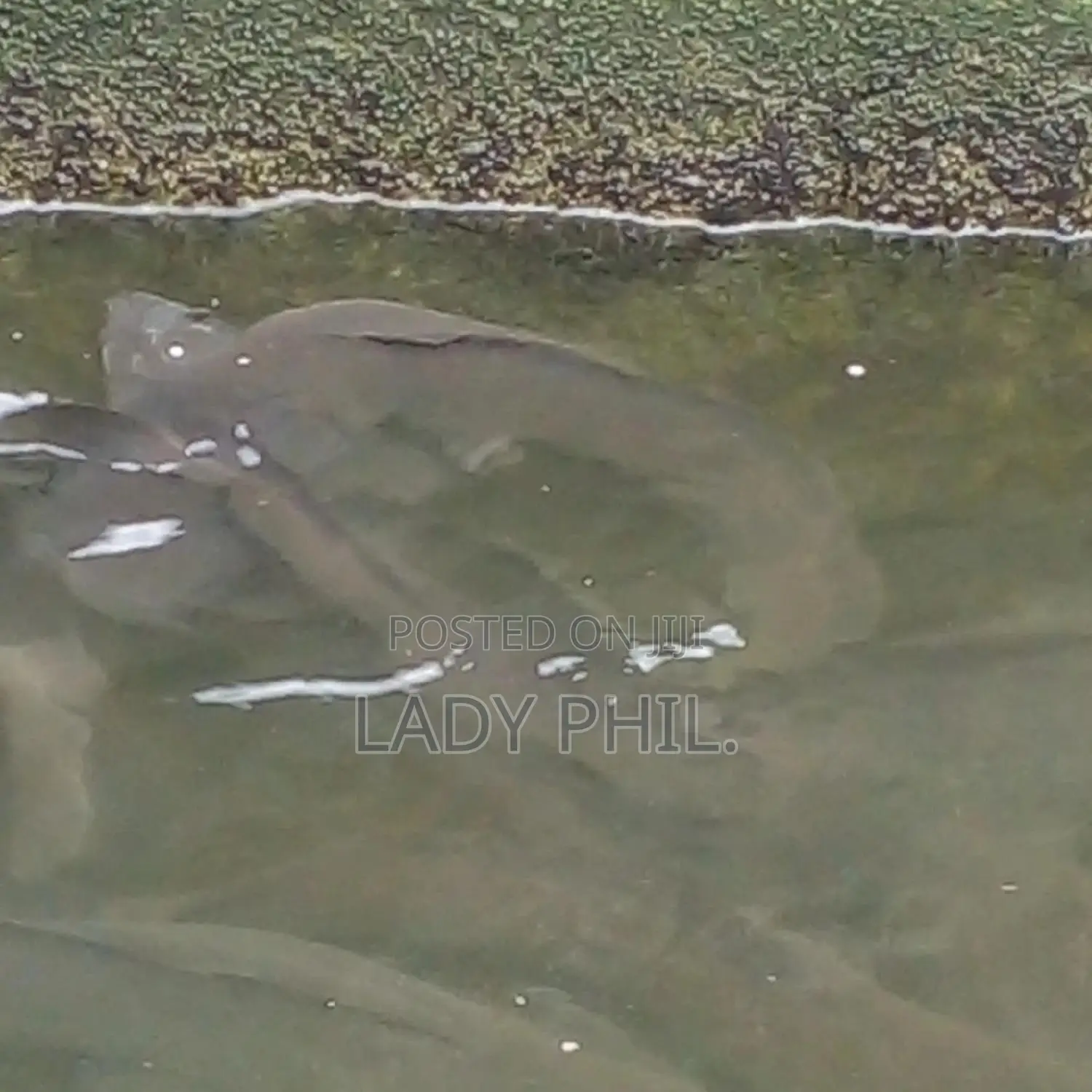 Fingerlings, Juvenile And Live Catfish And Tilapia Available