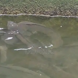 Fingerlings, Juvenile And Live Catfish And Tilapia Available