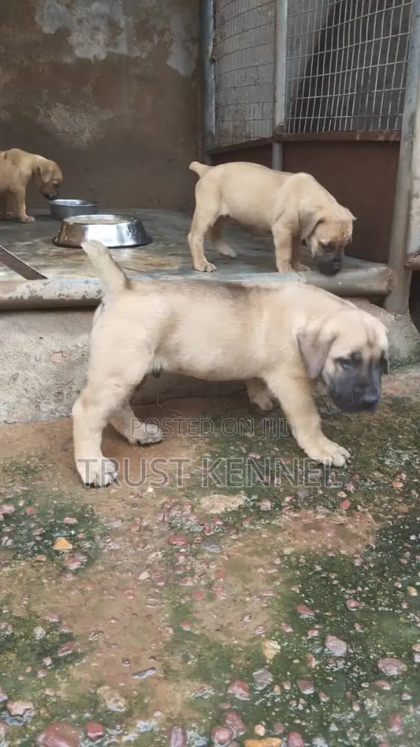 1-3 months Female Purebred Boerboel