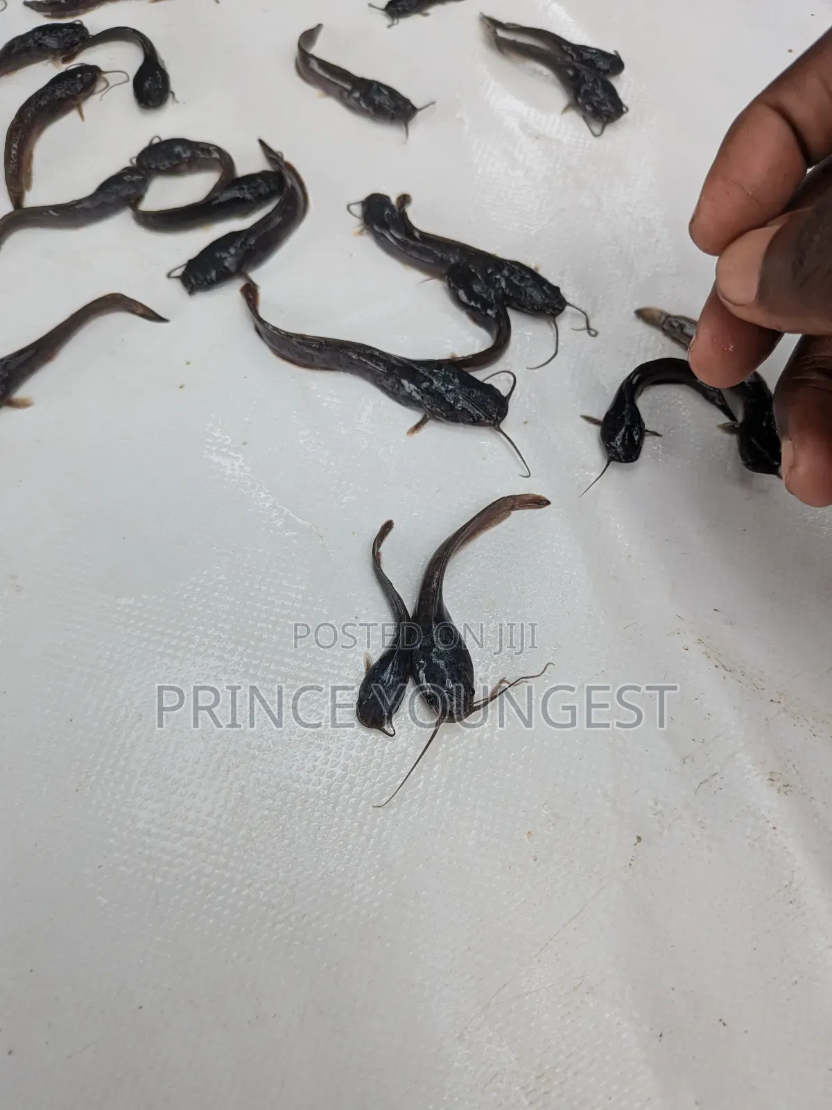 Fish Fingerlings