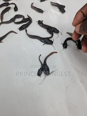 Fish Fingerlings