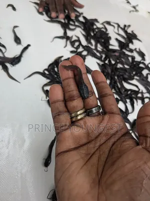 Fish Fingerlings