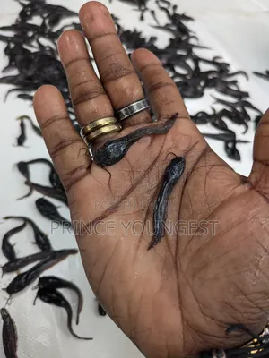Fish Fingerlings