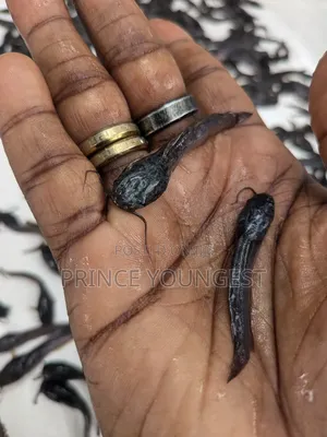 Fish Fingerlings