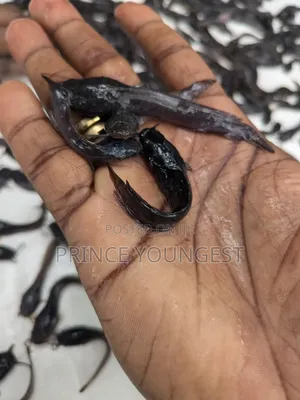 Fish Fingerlings