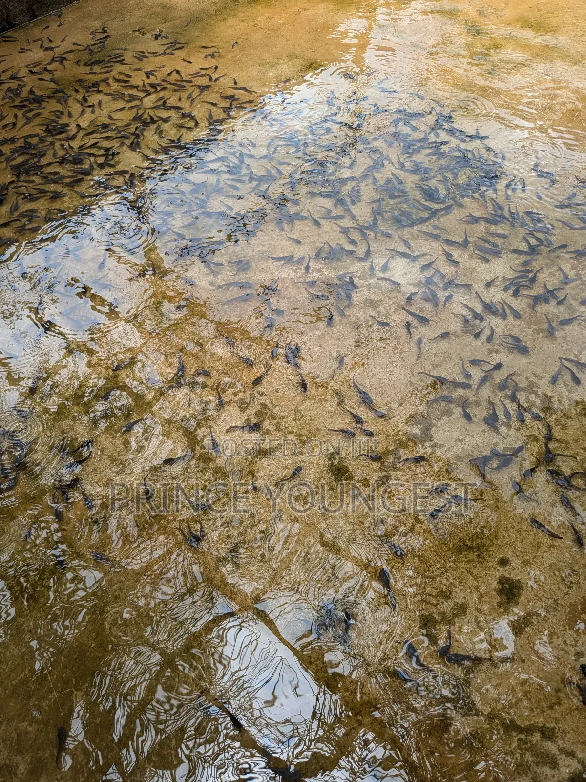 Catfish Farm