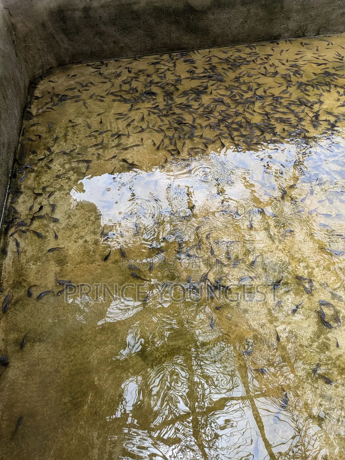 Catfish Farm