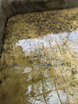 Catfish Farm