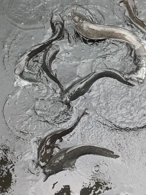 Catfish Farm