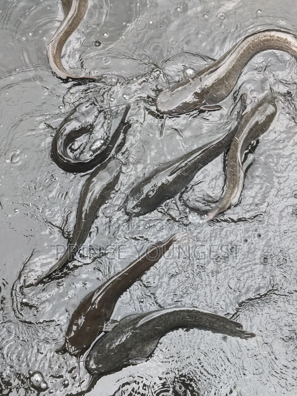 Catfish Farm