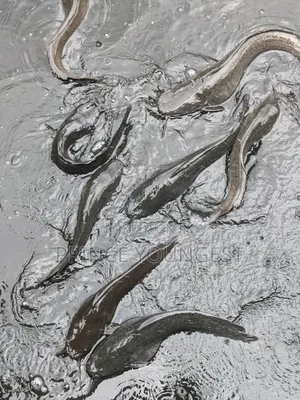 Catfish Farm