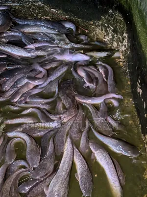 Catfish Marketing