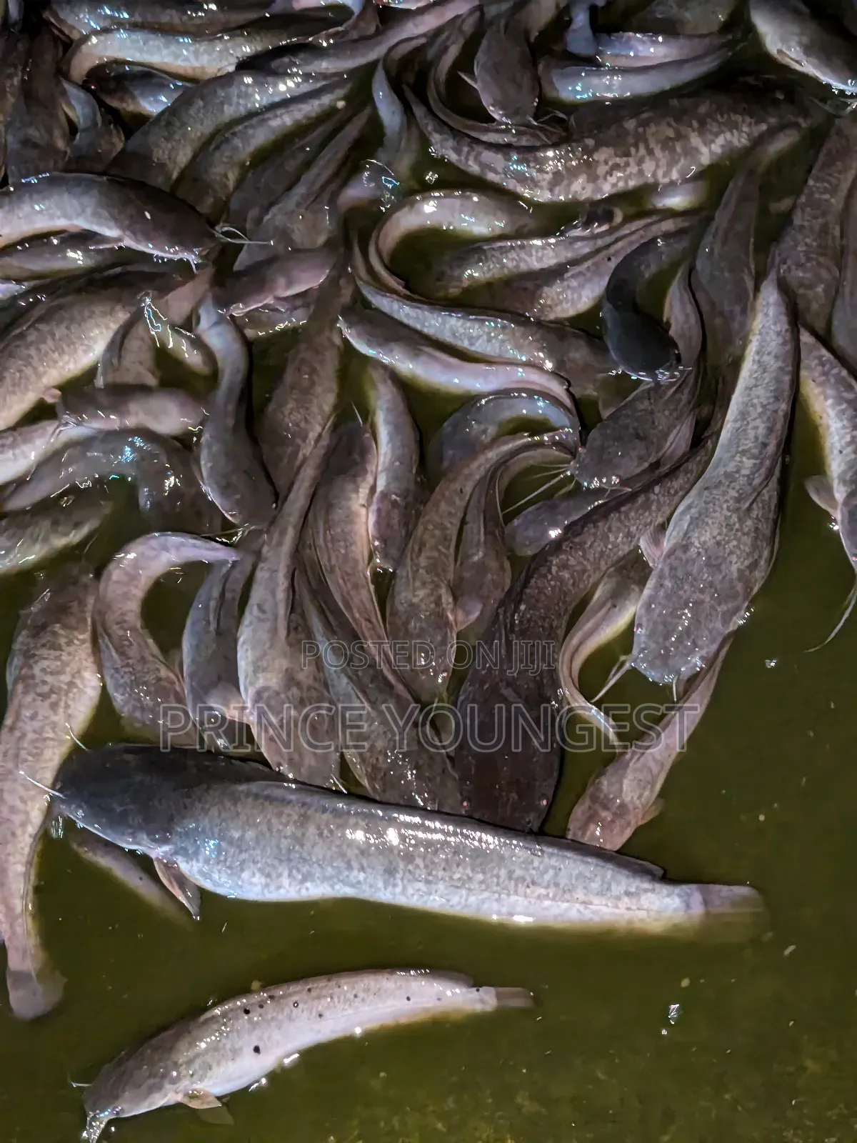 Catfish Marketing