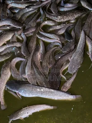 Catfish Marketing
