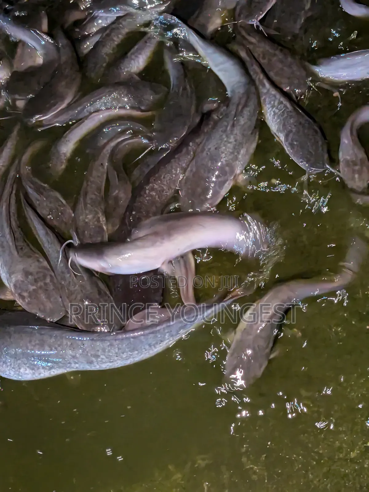 Catfish Marketing