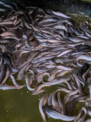 Catfish Marketing