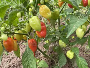 Red Habanero Pepper, Very Hot, Long Shelf Life, Non Hybrid,
