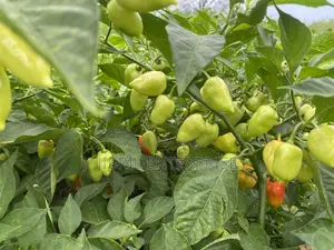 Red Habanero Pepper, Very Hot, Long Shelf Life, Non Hybrid,