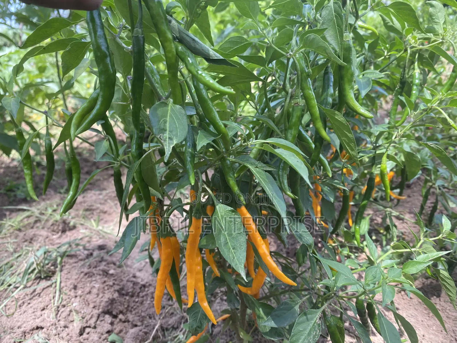 African Yellow Chilli Pepper, Non Hybrid, High Yielding