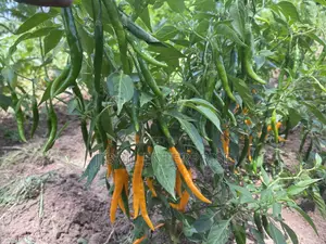 African Yellow Chilli Pepper, Non Hybrid, High Yielding
