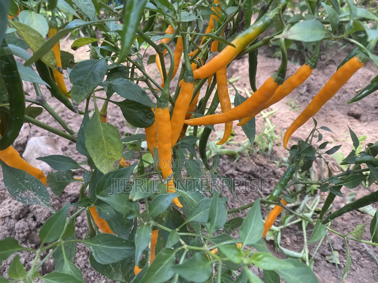 African Yellow Chilli Pepper, Non Hybrid, High Yielding