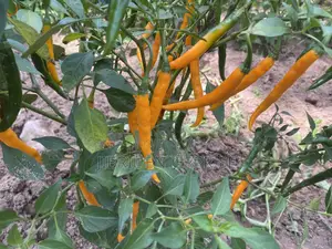 African Yellow Chilli Pepper, Non Hybrid, High Yielding