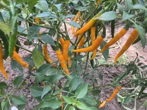 African Yellow Chilli Pepper, Non Hybrid, High Yielding