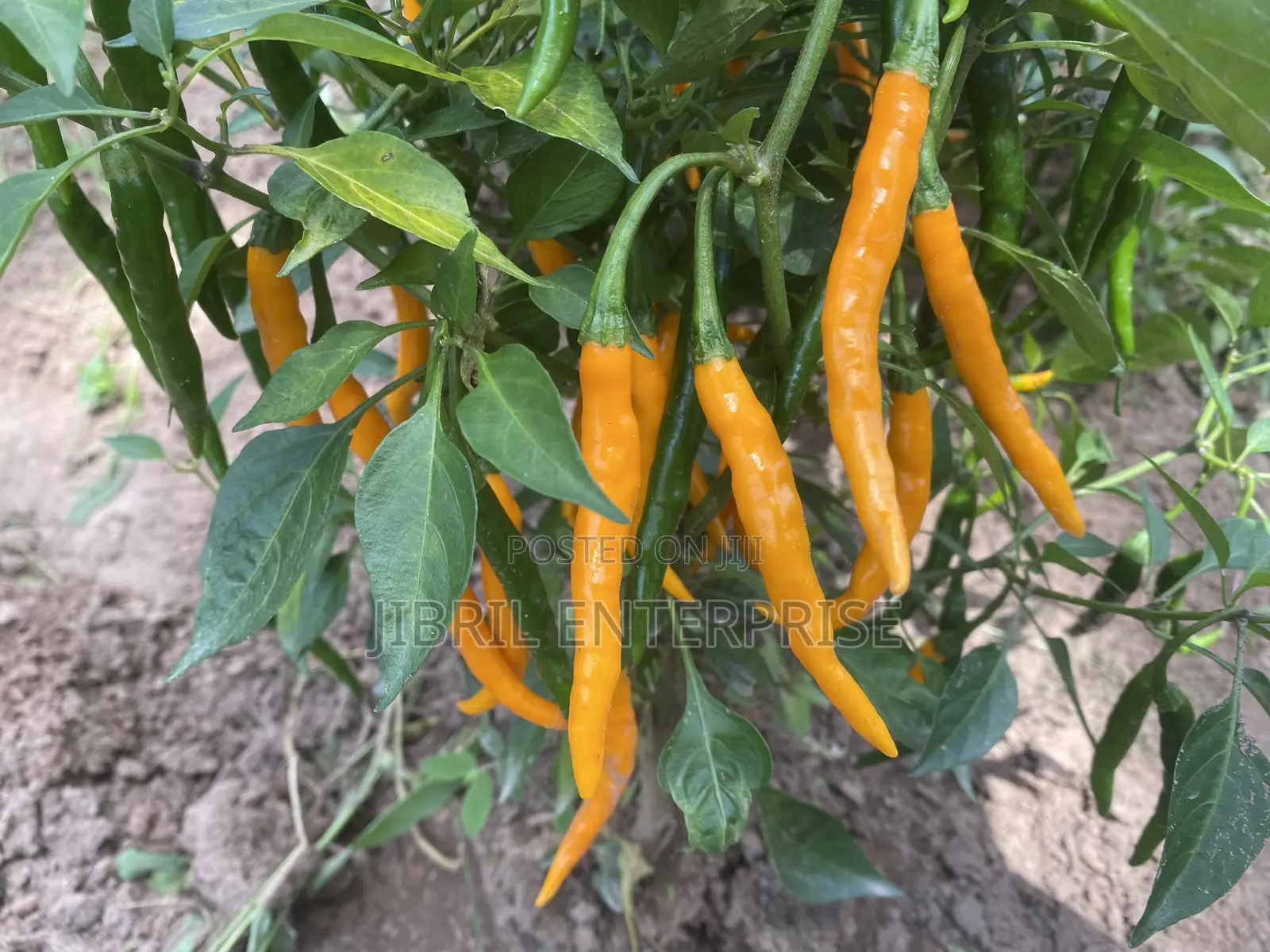 African Yellow Chilli Pepper, Non Hybrid, High Yielding