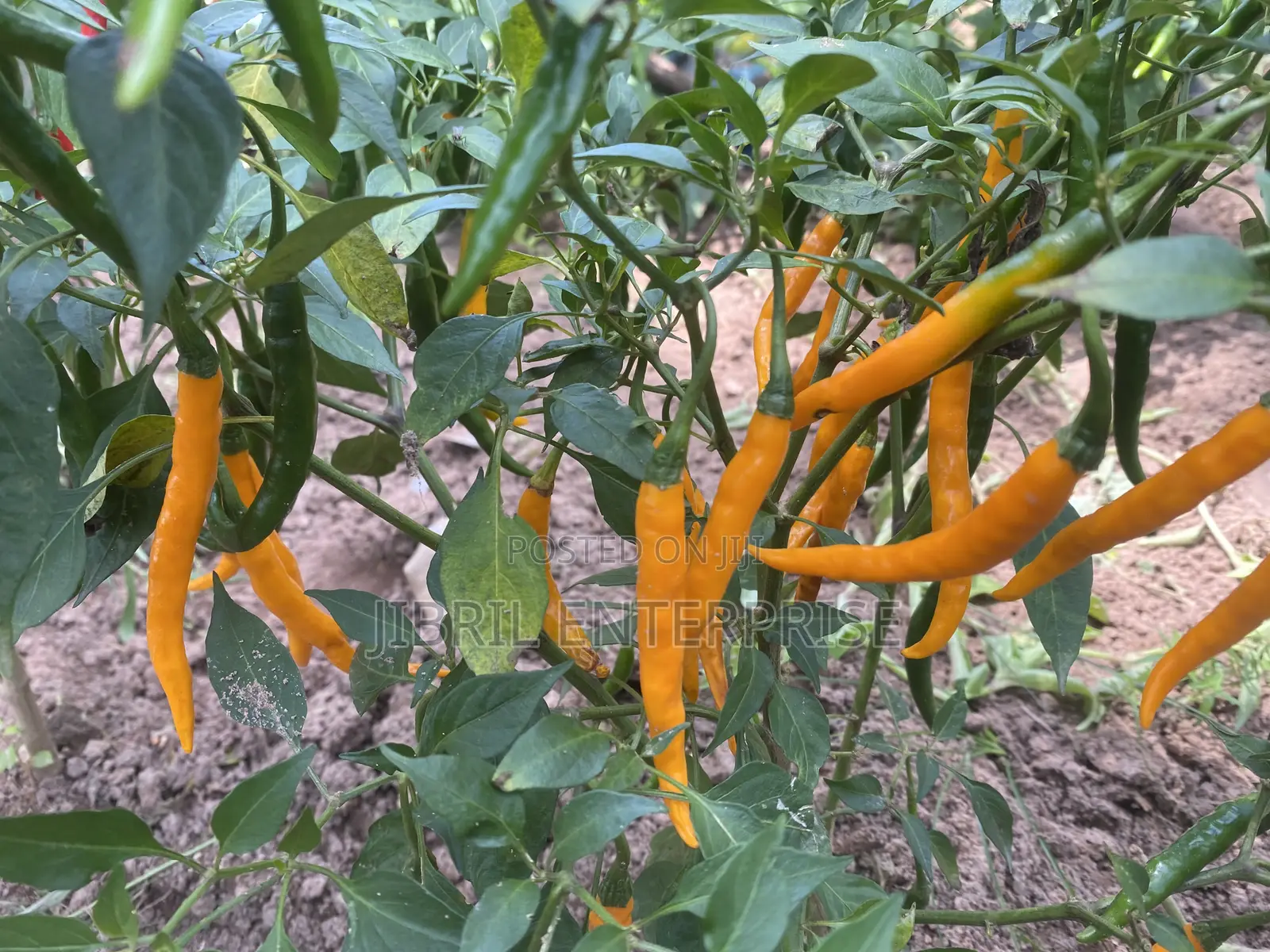 African Yellow Chilli Pepper, Non Hybrid, High Yielding